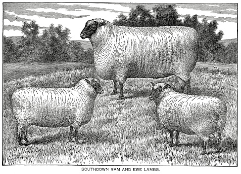 Woodcut of Southdown ram and ewe lambs. Dewey, delineator and Breeder