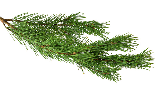 Branches of fragrant pine, isolated on white background without shadow. Close-up. Christmas. New Year. Nature in details.