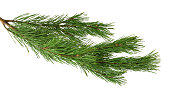 Branches of fragrant pine, isolated on white