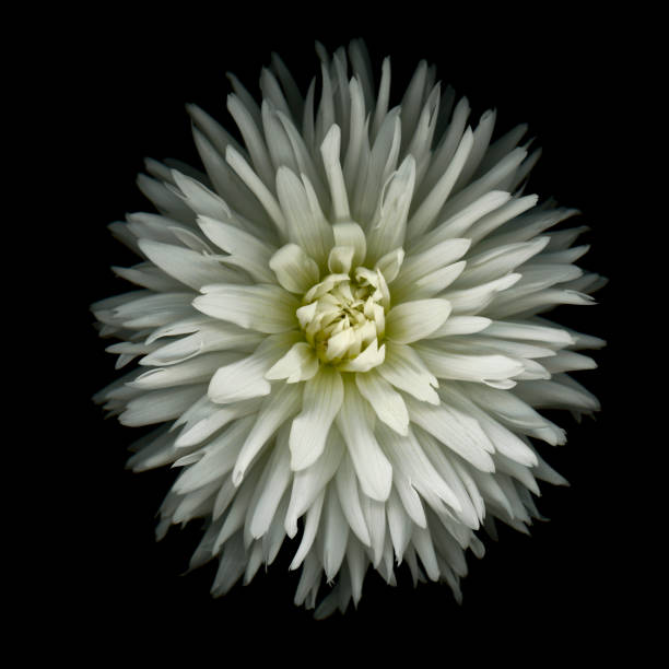 Detail of a white-purple dahlia.Please see more dahlia pictures of my Portfolio.Thank you!