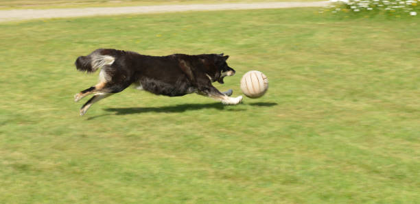 Dog is playing with ball. Speed