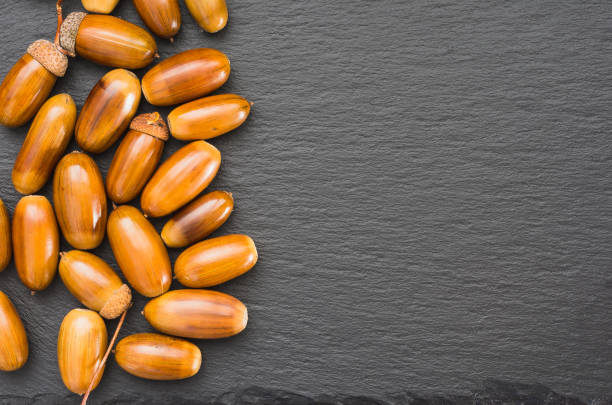 istock Acorns on Shale Dish left all around 1053977052
