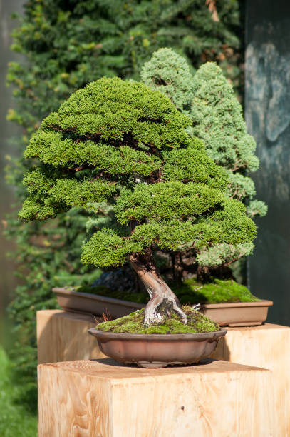 istock juniper bonsai in a japanese garden 1053977054