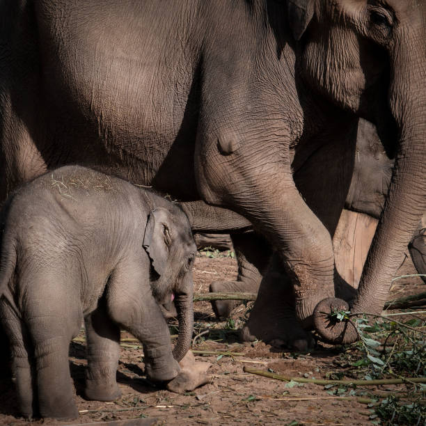 istock Baby Asian Elephant with Mother 1053977672