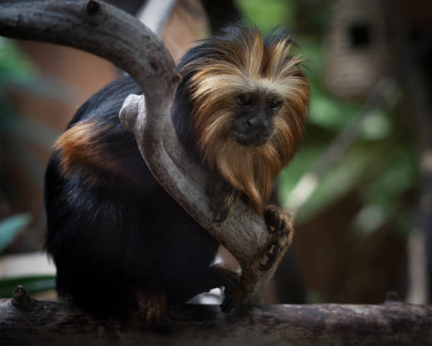 goldener löwe in headed tamarin affe - tamarin neuweltaffen und hundsaffen stock-fotos und bilder