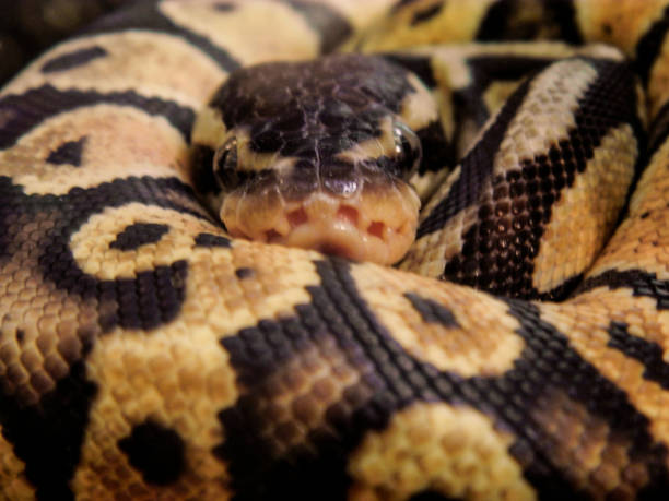 istock Piton's glare: rolled up snake lifting his head looking at the camera 1053979560