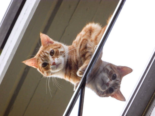 View from below of one red cat looking at the camera and it's reflection on a glass balcony.