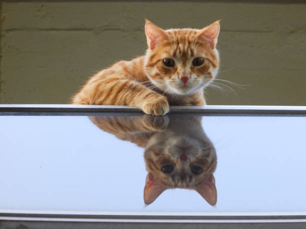 staring cat