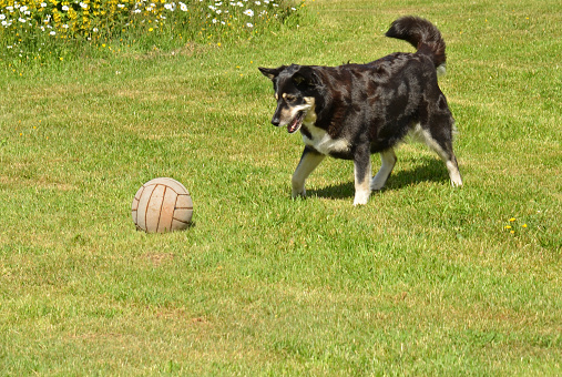 Purebreed dog playing with ball at park