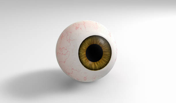 istock Realistic human eyeball with brown iris isolated on white background. 3D render 1053981094