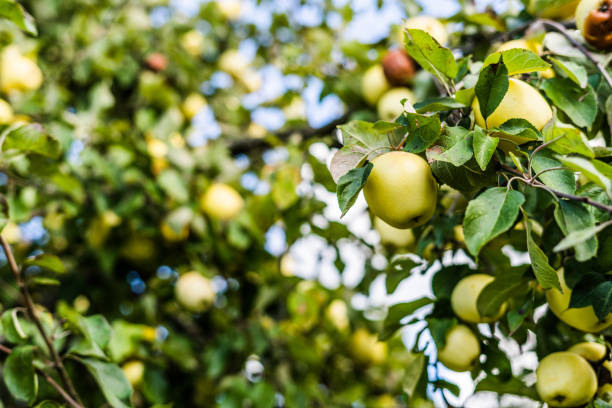 istock Close up of apple tree with blue skies and clouds 1053982850