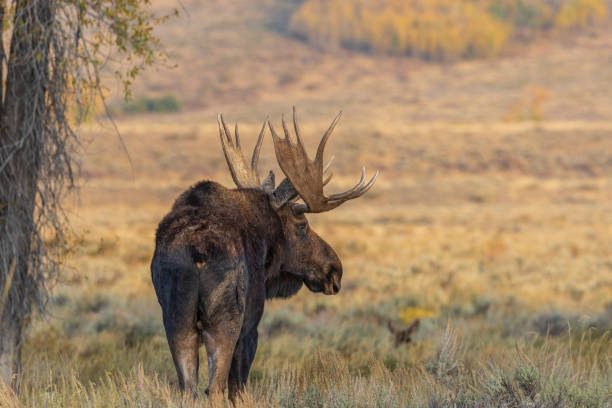 istock Bull Shiras Moose in Autumn 1053984554