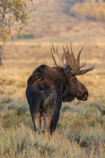 istock Bull Shiras Moose in Autumn 1053984558