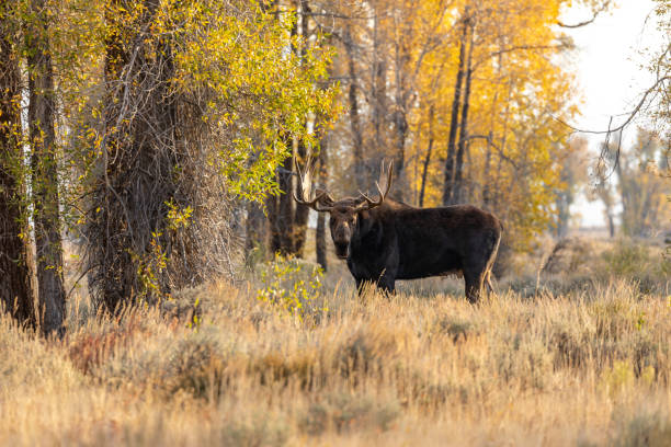 istock Bull Shiras Moose in Autumn 1053985496