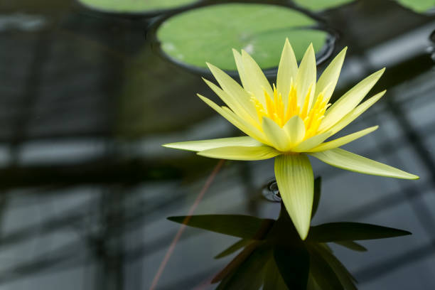 istock yellow lotus flower and plant 1053987612