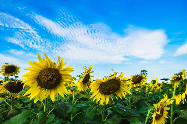 istock beautiful sunflower on-farm field 1053987754