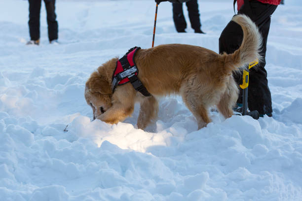 Mountain rescue dog Rescue dog and a volunteer from Mountain rescue service participate in a training for finding people buried in an avalanche. Both men and animals are trained before going on duty. avalanche stock pictures, royalty-free photos & images