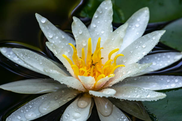 belles eaux vives fleur de lis ou le lotus aux pétales délicats se reflète dans un étang. les nymphaea nymphaea marliacea rosea et les feuilles sont recouvertes de gouttes d’eau ou de la rosée. - pond water lily water drop photos et images de collection