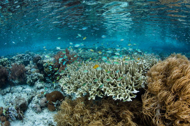 istock Beautiful Coral Reef in the Coral Triangle 1053992146