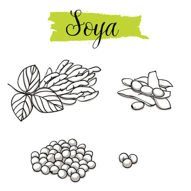 Vector illustration of Beautiful vector hand drawn Soya, bean.