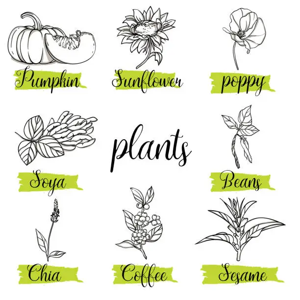 Vector illustration of Beautiful vector hand drawn organic plant, floral card set. Sesame, Chia, Soya, Coffee, Sunflower, Poppy, Pumpkin.