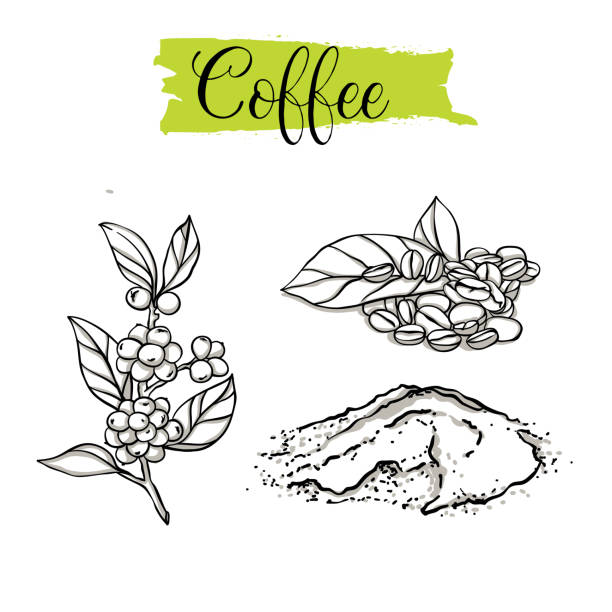 ilustrações de stock, clip art, desenhos animados e ícones de beautiful vector hand drawn coffee, beans. - ukraine nature