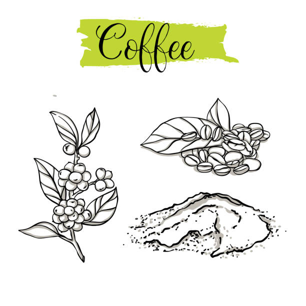 Beautiful vector hand drawn Coffee, beans. Organic food, vector doodle illustrations collection isolated on white background. coffee tree stock illustrations