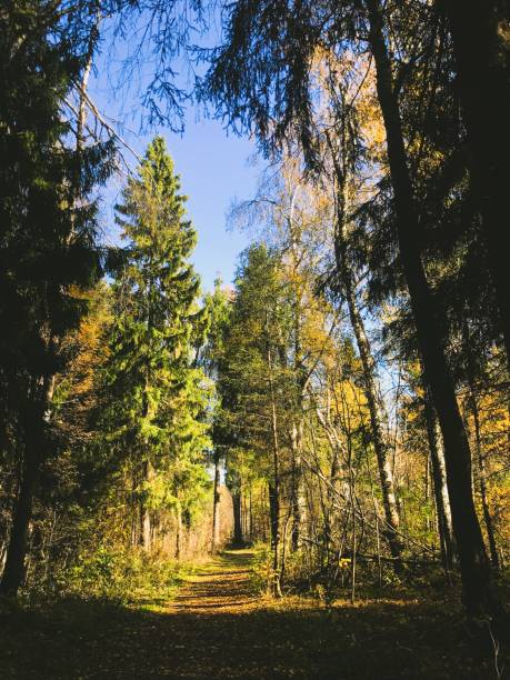 Nature in autumn