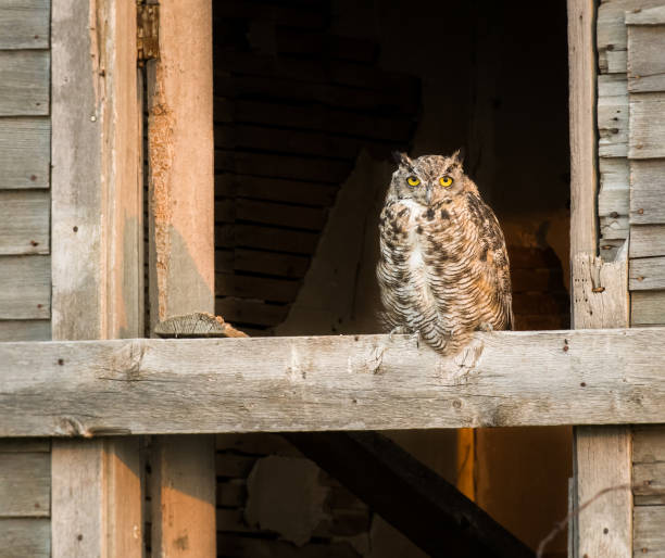istock Great horned owl in a barn 1054001124