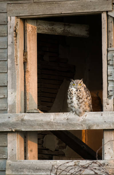 istock Great horned owl in a barn 1054001158