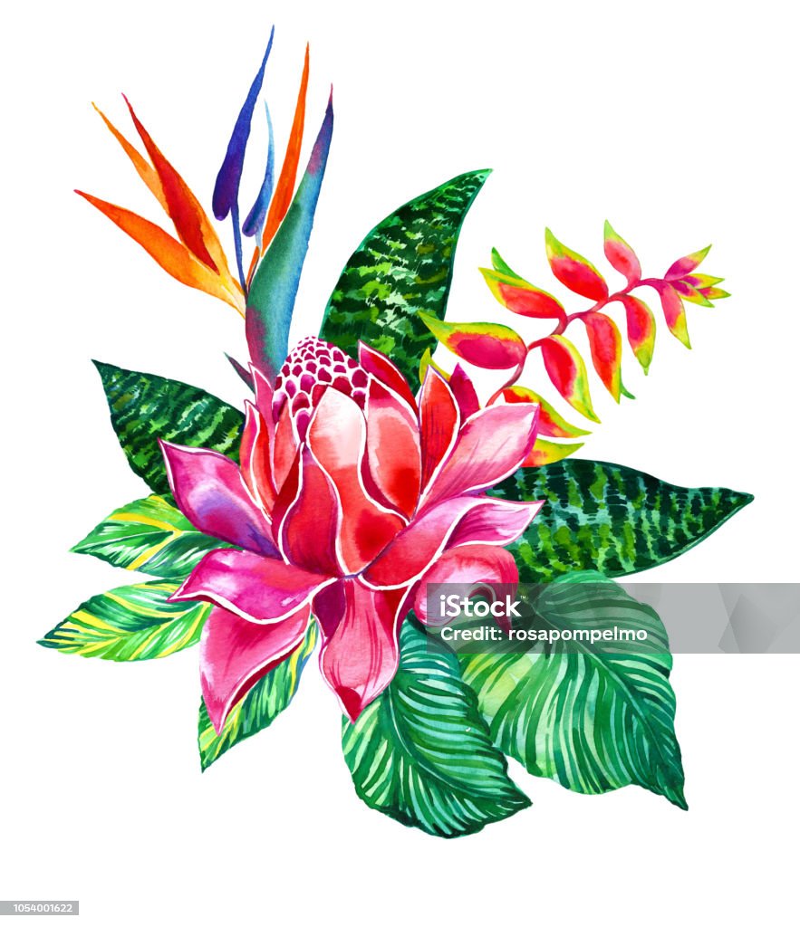 Ilustración de Arreglo De Flores Tropicales Aisladas Con y más Vectores  Libres de Derechos de Arreglo floral - Arreglo floral, Asia del Sur, Ave  del paraíso - Planta - iStock