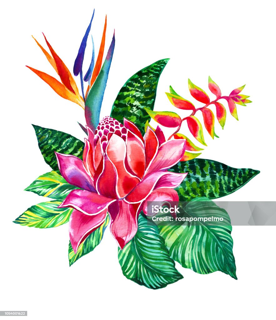 Ilustración de Arreglo De Flores Tropicales Aisladas Con y más Vectores Libres de Derechos de Arreglo floral - Arreglo floral, Asia del Sur, Ave del paraíso - Planta - iStock Ilustración de Arreglo De Flores Tropicales Aisladas Con y más Vectores Libres de Derechos de Arreglo floral - Arreglo floral, Asia del Sur, Ave del paraíso - Planta - iStock