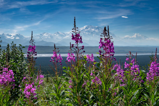 Fireweed wildflowers in the foreground of Mt. Denali (formerly Mt. McKinley) in Denali National Park on a sunny, slightly hazy day stock photo