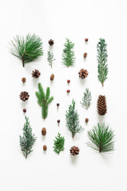 크리스마스 구성입니다. 흰색 바탕에 침 엽 수 나무 지점입니다. 크리스마스, 겨울, 새 해 개념입니다. 평면 위치, 최고 보기 - pine branch pine tree pine cone 뉴스 사진 이미지