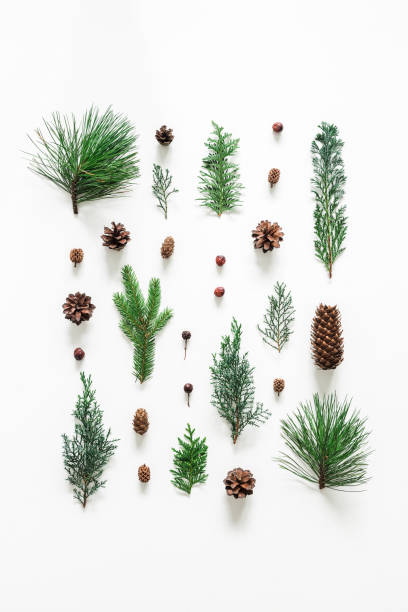 istock Christmas composition. Coniferous tree branches on white background. Christmas, winter, new year concept. Flat lay, top view 1054004300