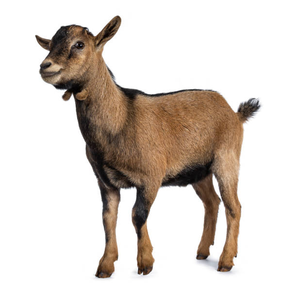 istock Brown agouti pygmy goat standing side way looking to camera, isolated on white background 1054004764