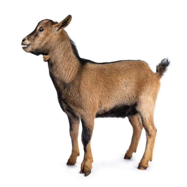 istock Brown agouti pygmy goat standing side way looking forwards with open mouth, isolated on white background 1054004766