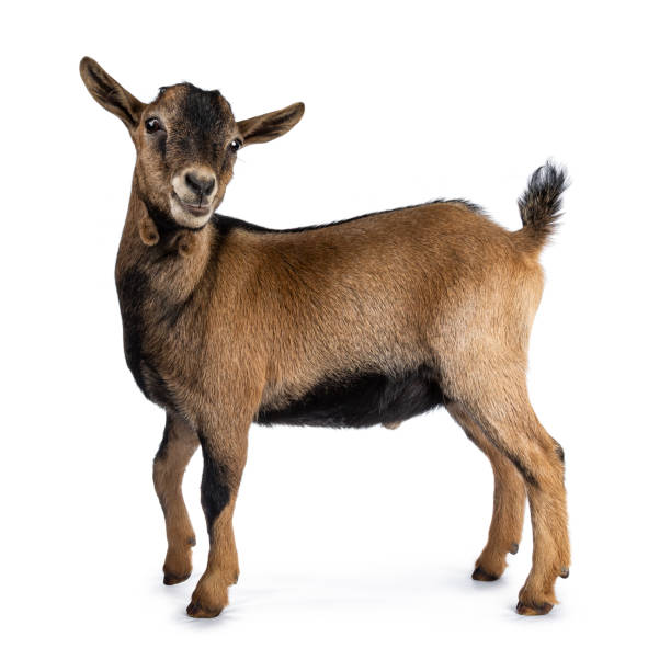 istock Brown agouti pygmy goat standing side ways with head turned and looking to camera, isolated on white background 1054004768