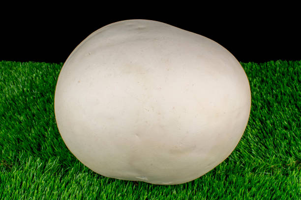 Giant Puffball Mushroom stock photo