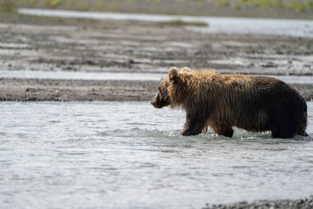 istock Coastal Alaska brown bear wanders along the river 1054014908