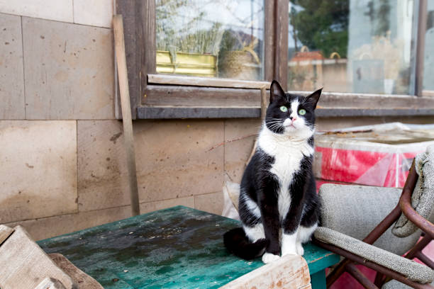 istock Lonely, alone, on the street stray cat 1054027696