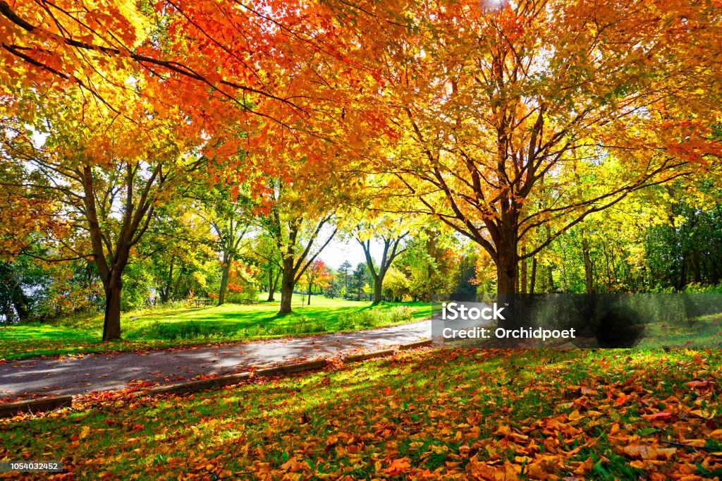 Sunny Path Through Sugar Maple Trees in Autumn Footpath through colorful maple trees in autumn park with no people Autumn Stock Photo