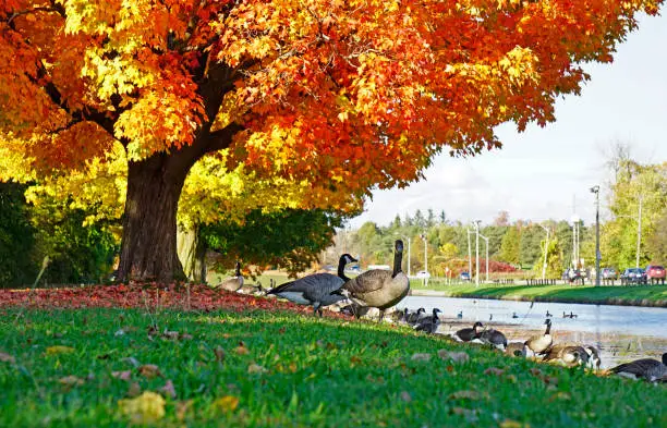 Canada geese congregating on the riverbank of canal in Peterborough, Ontario, Canada