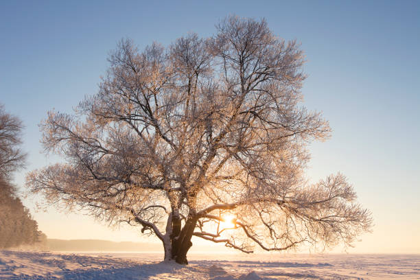 istock Winter nature landscape in bright sunlight. Frosty tree with hoarfrost on branches on snowy meadow at sunset. Sunny winter evening. Christmas background. Vivid sun shining through tree. 1054040714