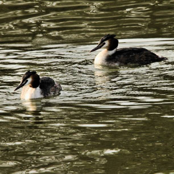 istock A view of a Great Crested Grebe 1054050960