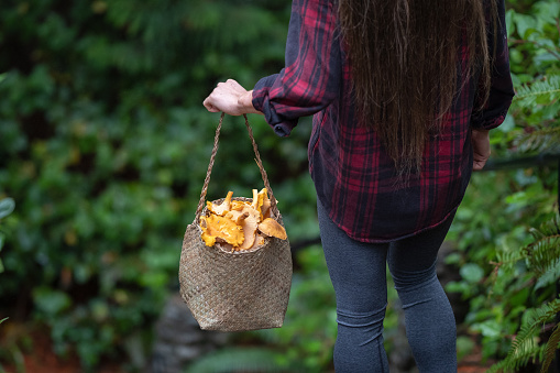 A solo woman hiker carries a basket of wild, edible Chanterelle mushrooms through a forest in Bamfield, Vancouver, Island, British Columbia, Canada.