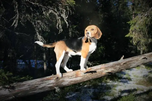 A adventure beagle out in the forrest.