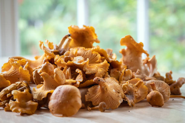 istock Freshly Picked Winter and Pacific Golden Chanterelles on Kitchen Table 1054069956