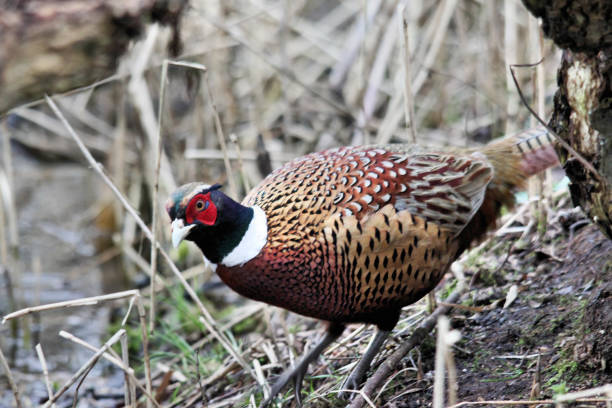 istock A close up of a Pheasant at Leighton Moss in Lancashire 1054071058