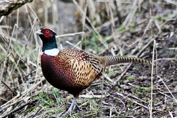 istock A close up of a Pheasant at Leighton Moss in Lancashire 1054071074